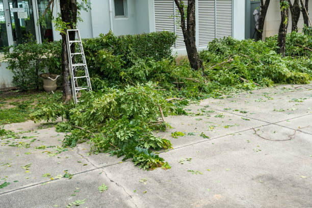 Best Professional Tree Care  in Carrizo Hill, TX